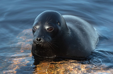 Fototapeta premium The Ladoga ringed seal resting on a stone. Scientific name: Pusa hispida ladogensis. The Ladoga seal in a natural habitat. Ladoga Lake. Russia