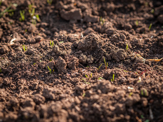seedling growing on healthy brown soil organic farming
