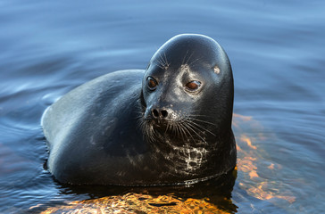 Fototapeta premium The Ladoga ringed seal resting on a stone. Scientific name: Pusa hispida ladogensis. The Ladoga seal in a natural habitat. Ladoga Lake. Russia