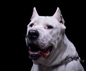 Portrait of an adorable Dogo Argentino looking curiously at the camera