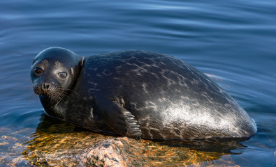 The Ladoga ringed seal resting on a stone. Scientific name: Pusa hispida ladogensis. The Ladoga...