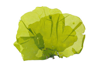 Pressed beautiful Ulva green algae seaweed © Aikawa keiko