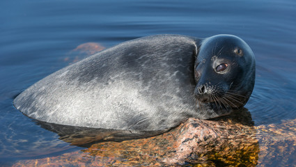 The Ladoga ringed seal resting on a stone. Scientific name: Pusa hispida ladogensis. The Ladoga seal in a natural habitat. Ladoga Lake. Russia