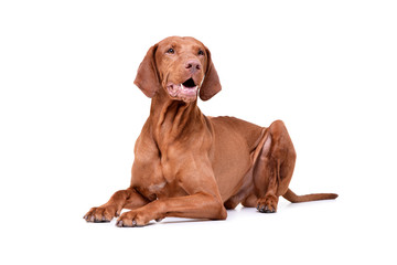 Studio shot of an adorable magyar vizsla looking curiously