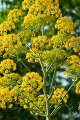 Spring flowers in the nature