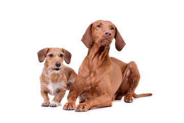 Studio shot of an adorable magyar vizsla and a wire haired dachshund mix dog