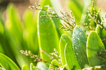 green leaves with water drops, dew on the plant, selective focus, bokeh, soviet lens Helios 44-2.