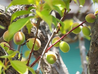 若い梅の実　春の庭
