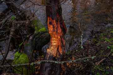 visible beaver bites on the tree,