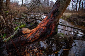 visible beaver bites on the tree,