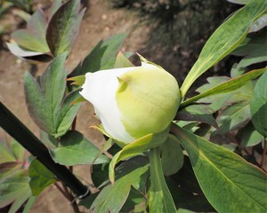 白い牡丹の花　春の庭