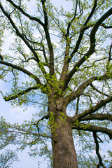 tree