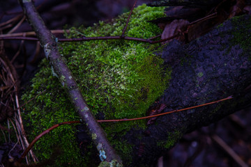 beautiful green moss growing on a tree
