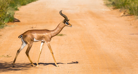 The Gazelle Gerenuk in the savannah of Kenya