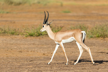 A Grant Gazelle stands in the middle of the grassy landscape of Kenya