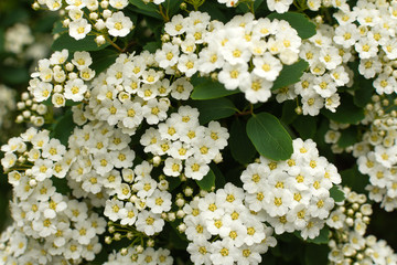 Spirea bush with white flowers blossom. Spring flowers blossom garden.