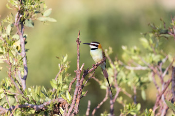 Local bird is sitting on a branch in Kenya
