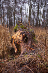piece of a tree cut by beavers