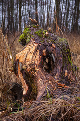 piece of a tree cut by beavers, close up
