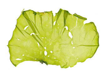 Pressed beautiful Ulva green algae seaweed © Aikawa keiko