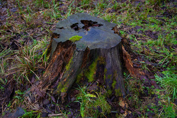 old trunk of a cut tree, closeup