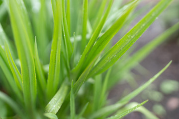 Green leaves with raindrops in spring park close-up