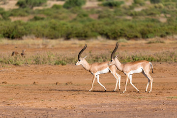 Naklejka na ściany i meble Grant Gazelle in the savannah of Kenya