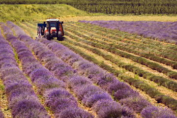 Harvesting of violet lavender with agricultural machinery