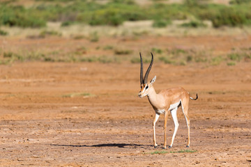 Grant Gazelle in the savannah of Kenya