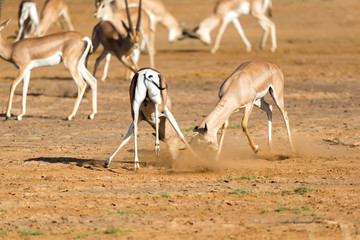 A battle of two Grant Gazelles in the savannah of Kenya