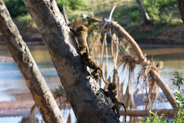 A little monkey is playing on a tree branch