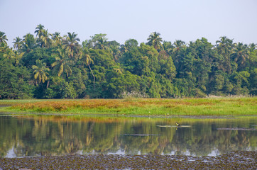 beautiful tropical landscape with palm trees and plants