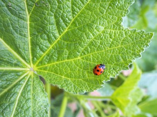 ナナホシテントウムシ　