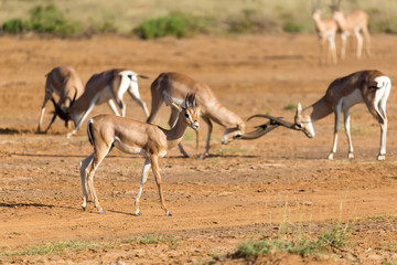A battle of two Grant Gazelles in the savannah of Kenya