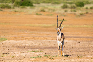A Grant Gazelle stands in the middle of the grassy landscape of Kenya