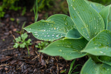 Araceae in the spring garden on the rain drops macro
