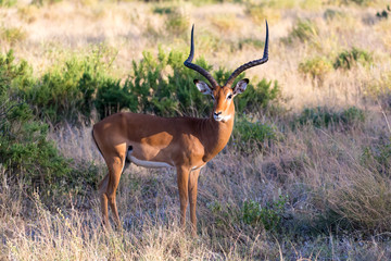 A portrait of an Impala antelope in the savannah of Kenya