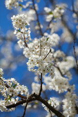 cherry blossoms on a spring day