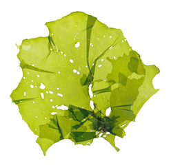 Pressed beautiful Ulva green algae seaweed