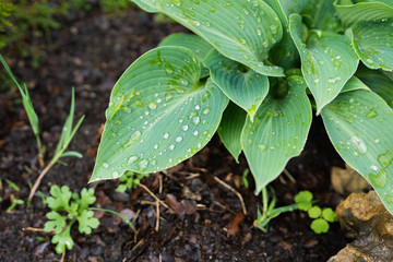 Araceae in the spring garden on the rain drops close-up