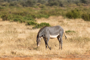 Naklejka na ściany i meble A Grevy Zebra is grazing in the countryside of Samburu in Kenya