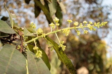 Inflorescence of mango flowers