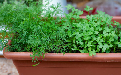 herbs on window-sill