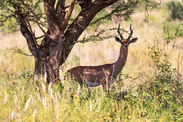 The Gazelle Gerenuk in the savannah of Kenya