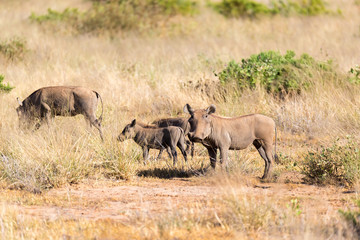 A warthog stands in the middle of the grass in Kenya