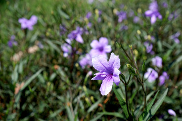 purple flower 03