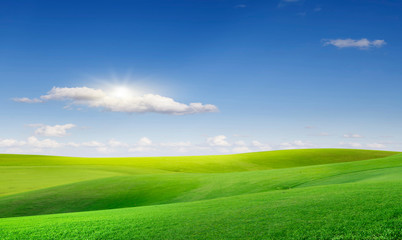 Fototapeta premium green field and blue sky