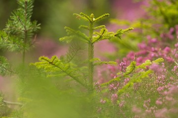 Young conifer sapling and pink Erica