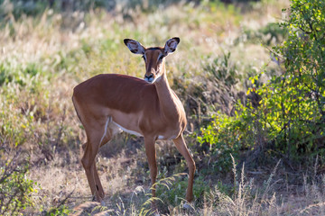 A portrait of an Impala antelope in the savannah of Kenya