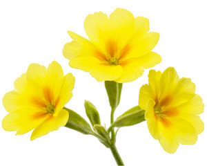 Yellow flower of primrose, isolated on white background